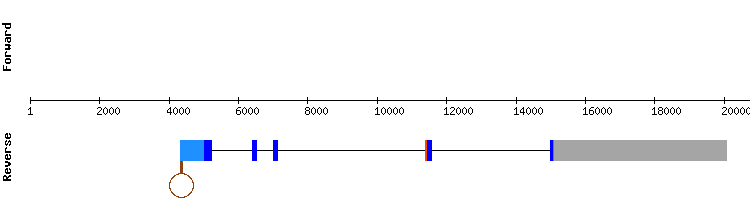 gene structure