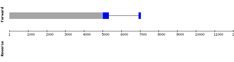 gene structure