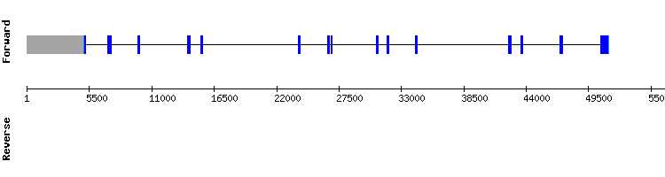 gene structure