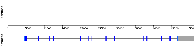 gene structure