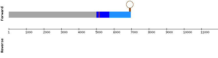 gene structure