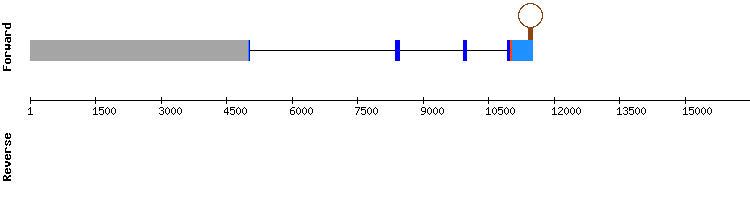 gene structure