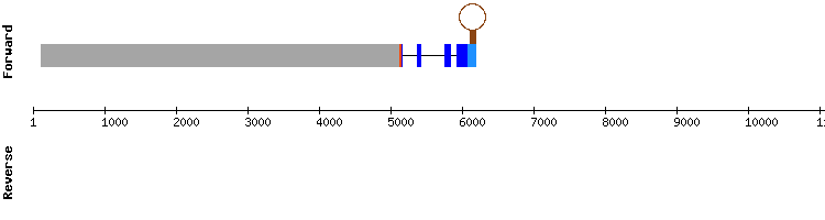 gene structure