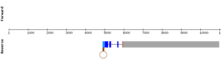 gene structure