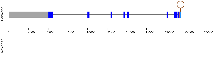 gene structure