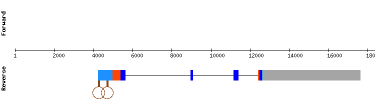 gene structure