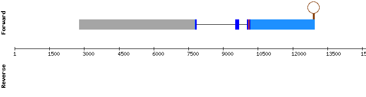 gene structure