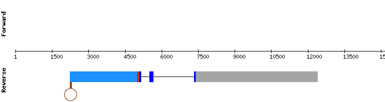 gene structure