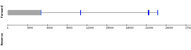 gene structure