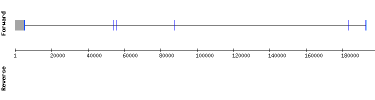 gene structure
