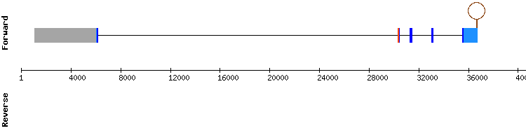 gene structure
