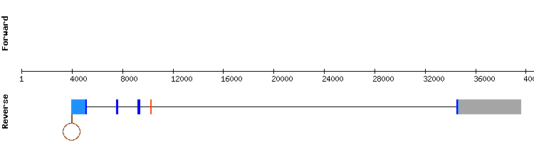 gene structure