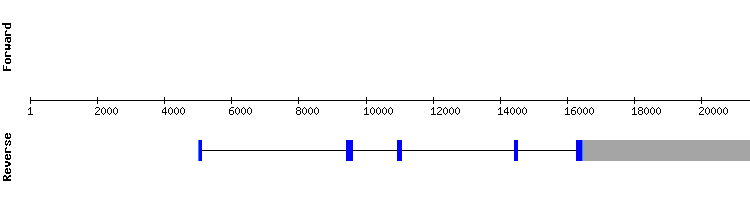 gene structure