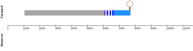 gene structure