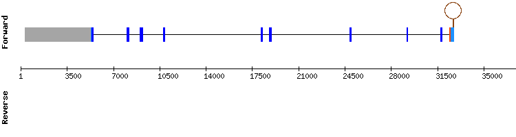 gene structure