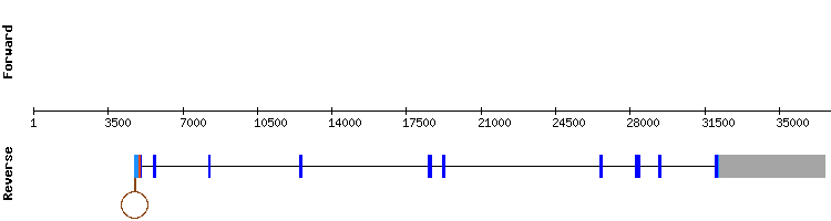 gene structure