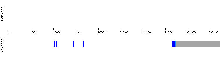 gene structure