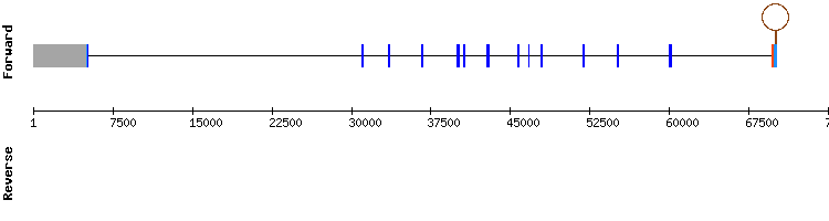 gene structure