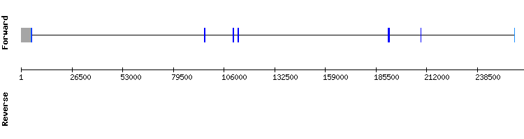 gene structure