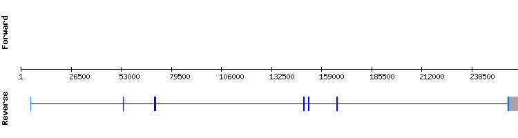 gene structure