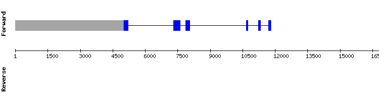 gene structure