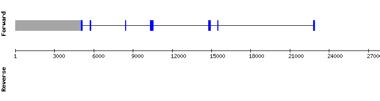 gene structure