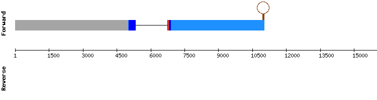 gene structure