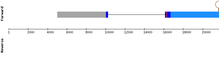 gene structure