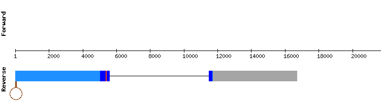 gene structure