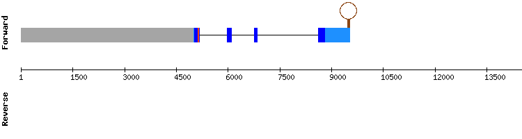 gene structure