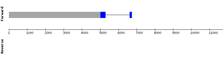 gene structure
