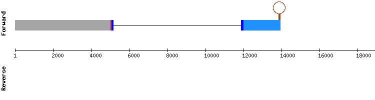 gene structure