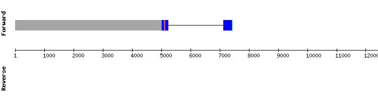 gene structure