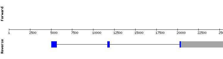 gene structure