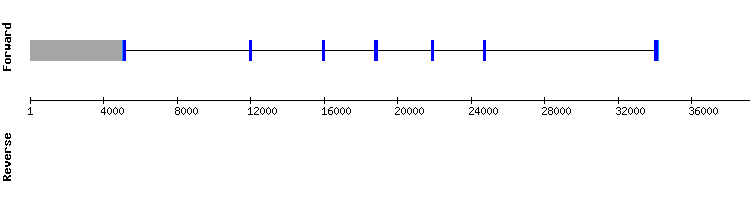 gene structure