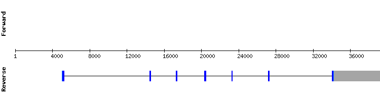 gene structure