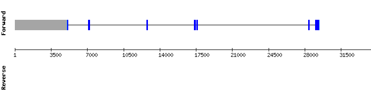 gene structure