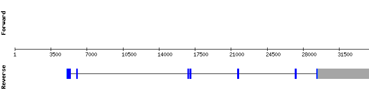 gene structure