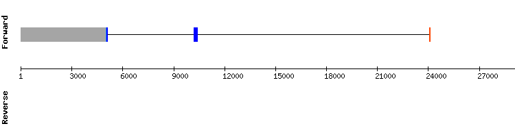 gene structure