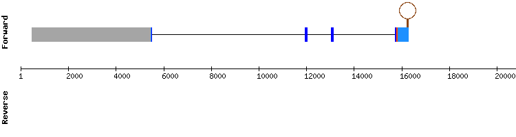 gene structure