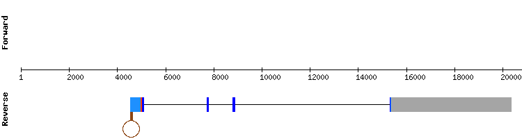 gene structure