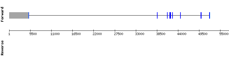 gene structure