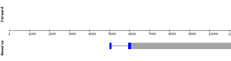 gene structure
