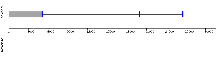 gene structure
