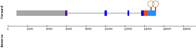gene structure