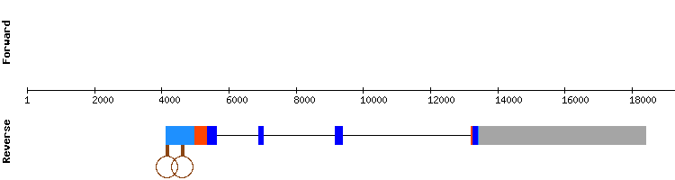 gene structure