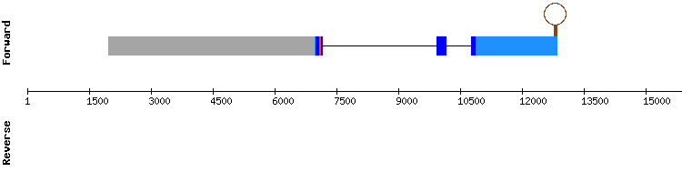 gene structure
