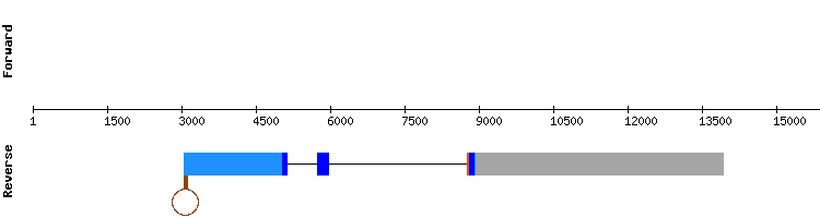 gene structure