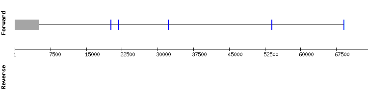 gene structure