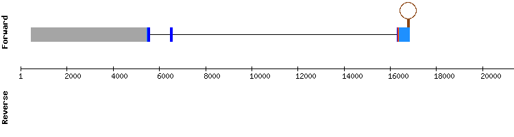 gene structure